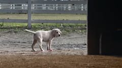 Budweiser: Super Bowl Commercial “Lost Dog” Budweiser #BestBuds