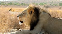 Land Rover Genuine Parts Lion Ad