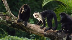 TVC IKEA: Monkeys (2015)