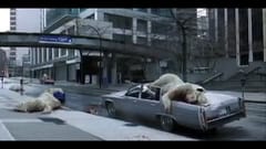 TVC Plane Stupid: Cái chết của những chú gấu Bắc Cực