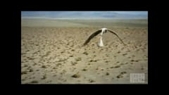 TVC Monster: “Stork”