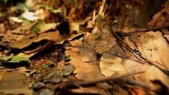 Chiến dịch “Cuộc diễu hành của loài kiến” của WWF Germany