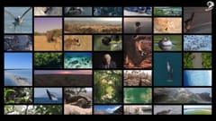 “The Lions Share”: Sáng kiến giúp động vật được nhận “cát-xê khi xuất hiện trong quảng cáo