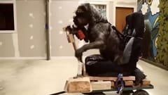 TVC của MINI x SPCA: “Driving Dog”