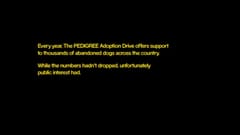 Case Film Pedigree: “Donation glasses” - Ý tưởng sáng tạo kêu gọi gây quỹ cứu trợ động vật