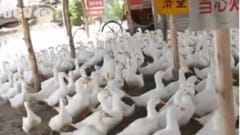 TVC Sunsnack: Beijing Duck