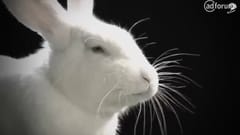 Case Film Media Mart: Rabbit Race