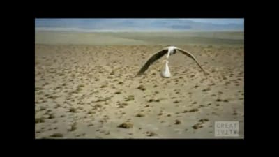 TVC Monster: “Stork”
