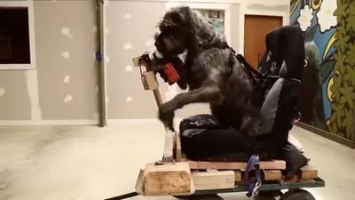 TVC của MINI x SPCA: “Driving Dog”